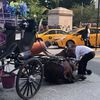 'Terrified' Carriage Horse Falls In Columbus Circle